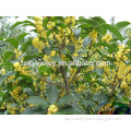 High Germination Rate Sweet-Scented Osmanthus Fragrans Flower Tree Seeds For Sale